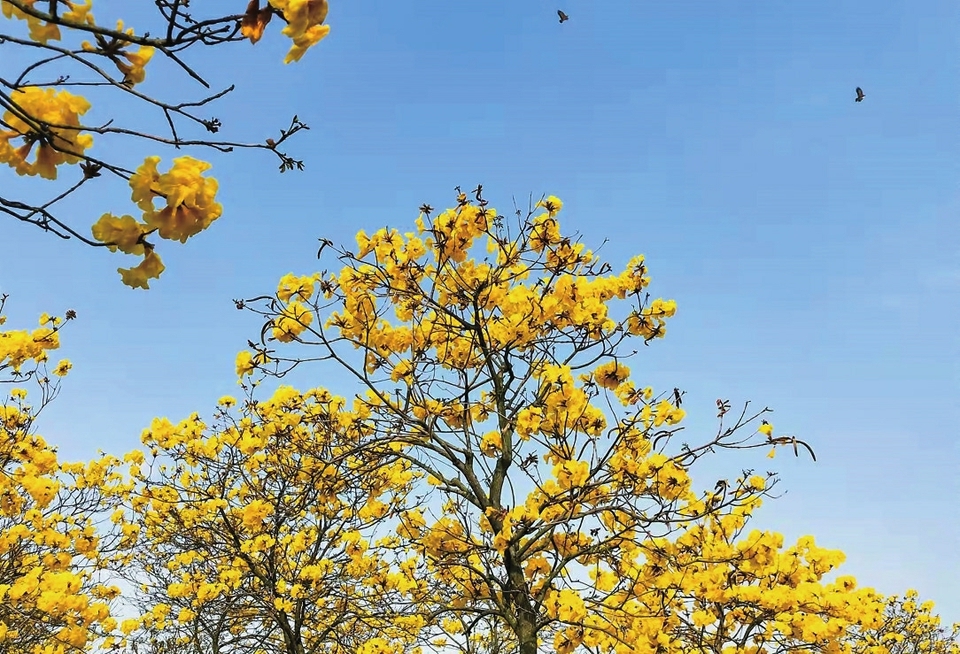 萤火微光