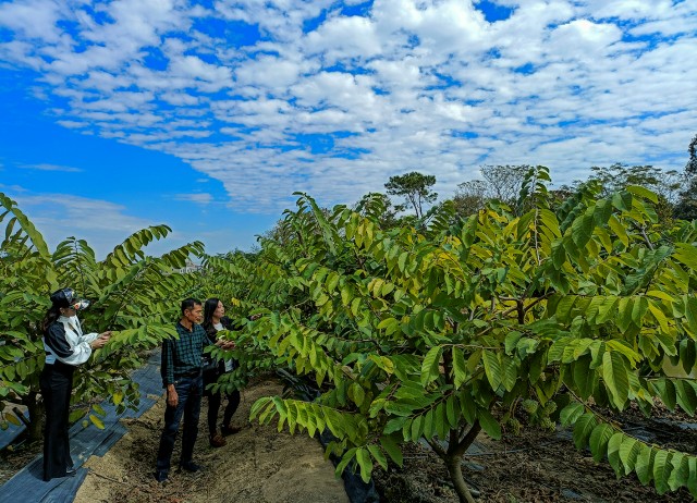 释迦果树种植环境图片