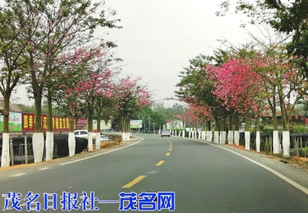 　　道路两旁美丽异木棉绽放。<br>　　茂名日报社全媒体记者 岑稳摄</p><p>