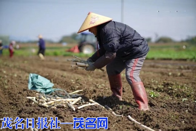 春耕时节沙琅群众开始大面积种植甘蔗