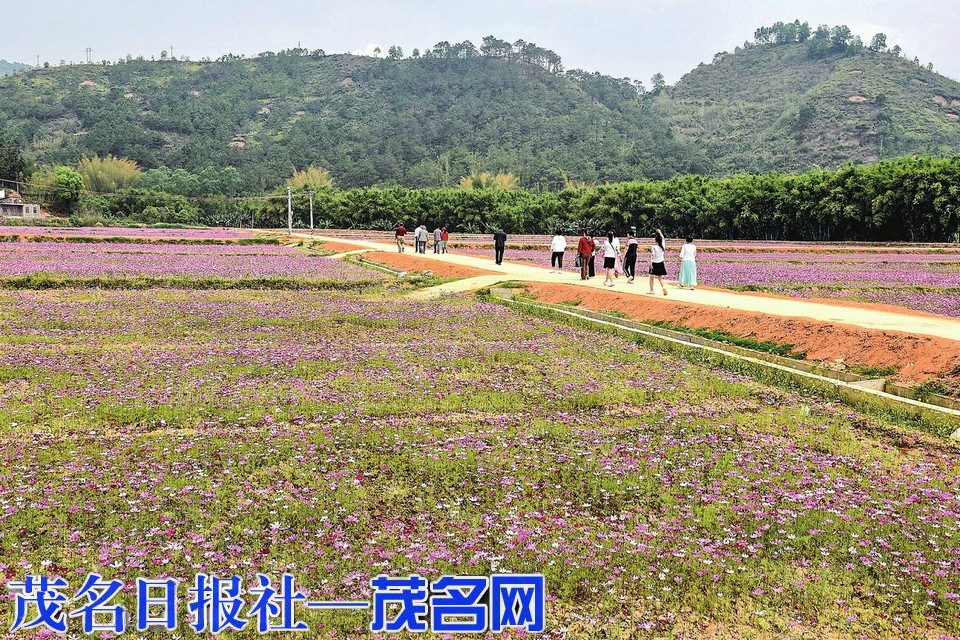 67信宜怀乡垦造田冬闲种花美化环境