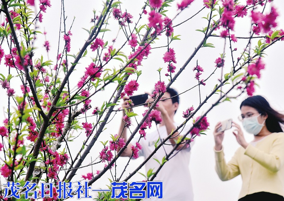 三月桃花笑春风