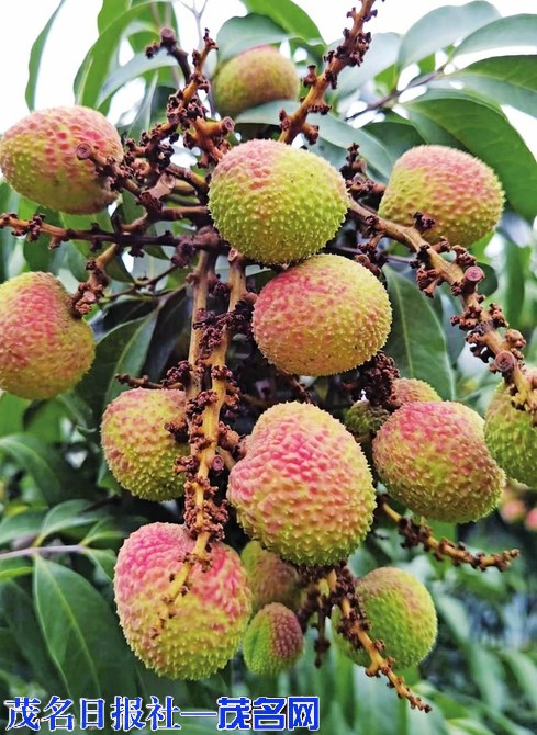 67高州长坡三月红荔枝上市