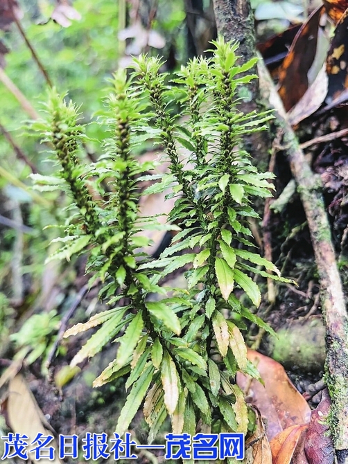 蛇足石杉蛇足石杉,国家二级保护野生植物,叶子一层层的,又叫"千层塔"