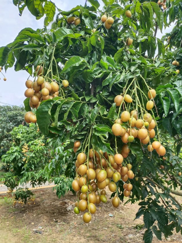 小黄皮撑起富民大产业新垌镇举办黄皮产业购销洽谈会