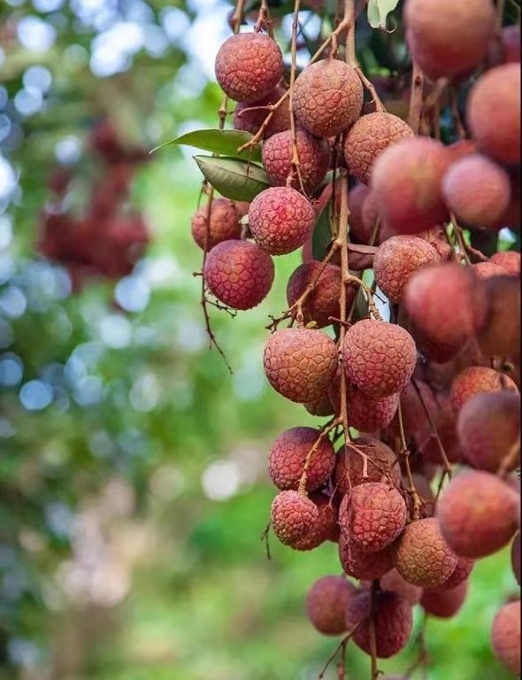 0943523400022622.jpg 626a608abf9a5.jpg